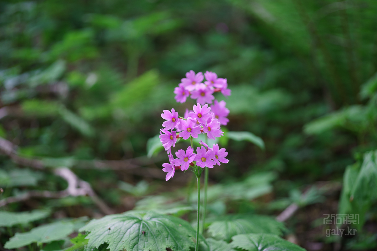 DSC00453.JPG
