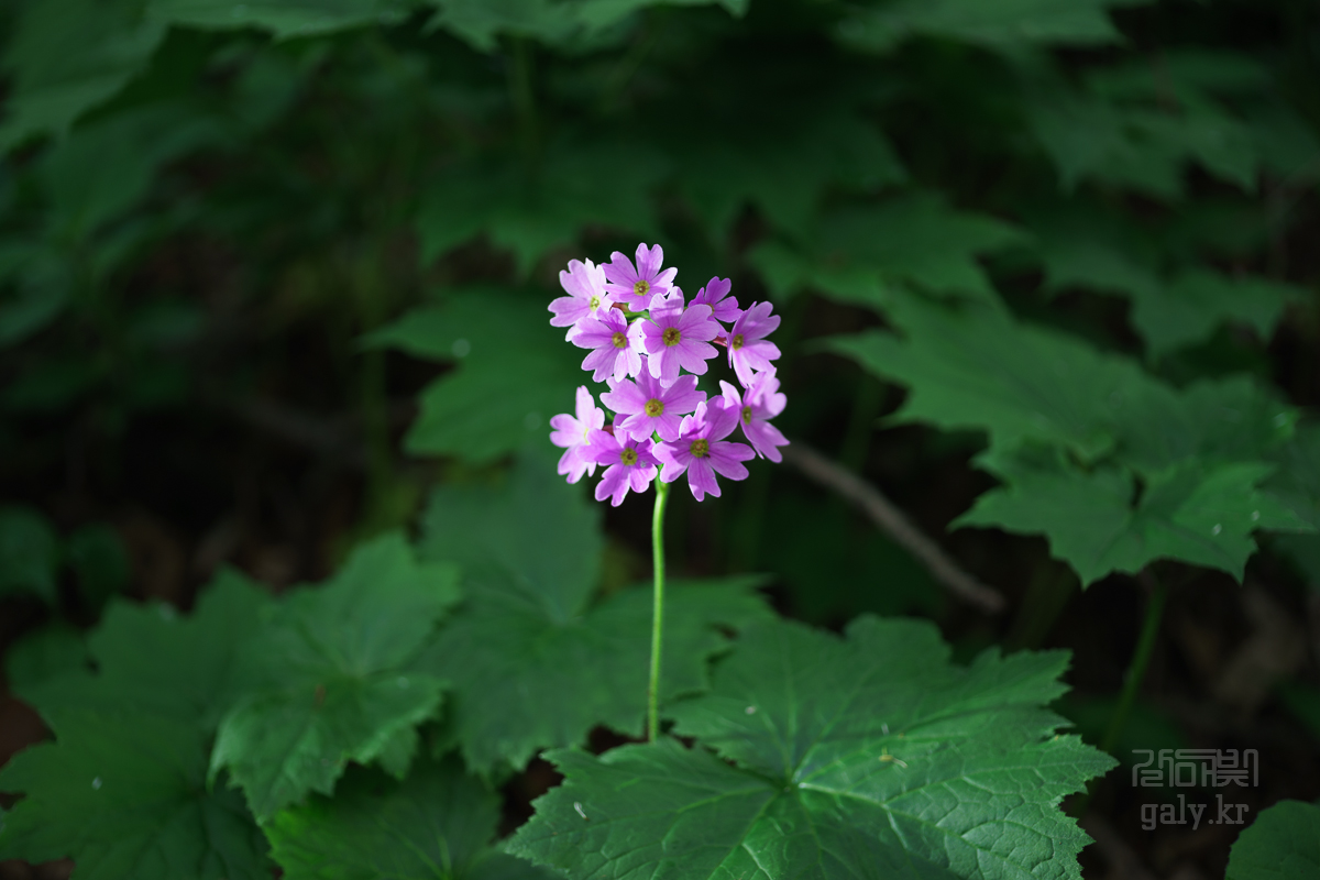 DSC00461.JPG
