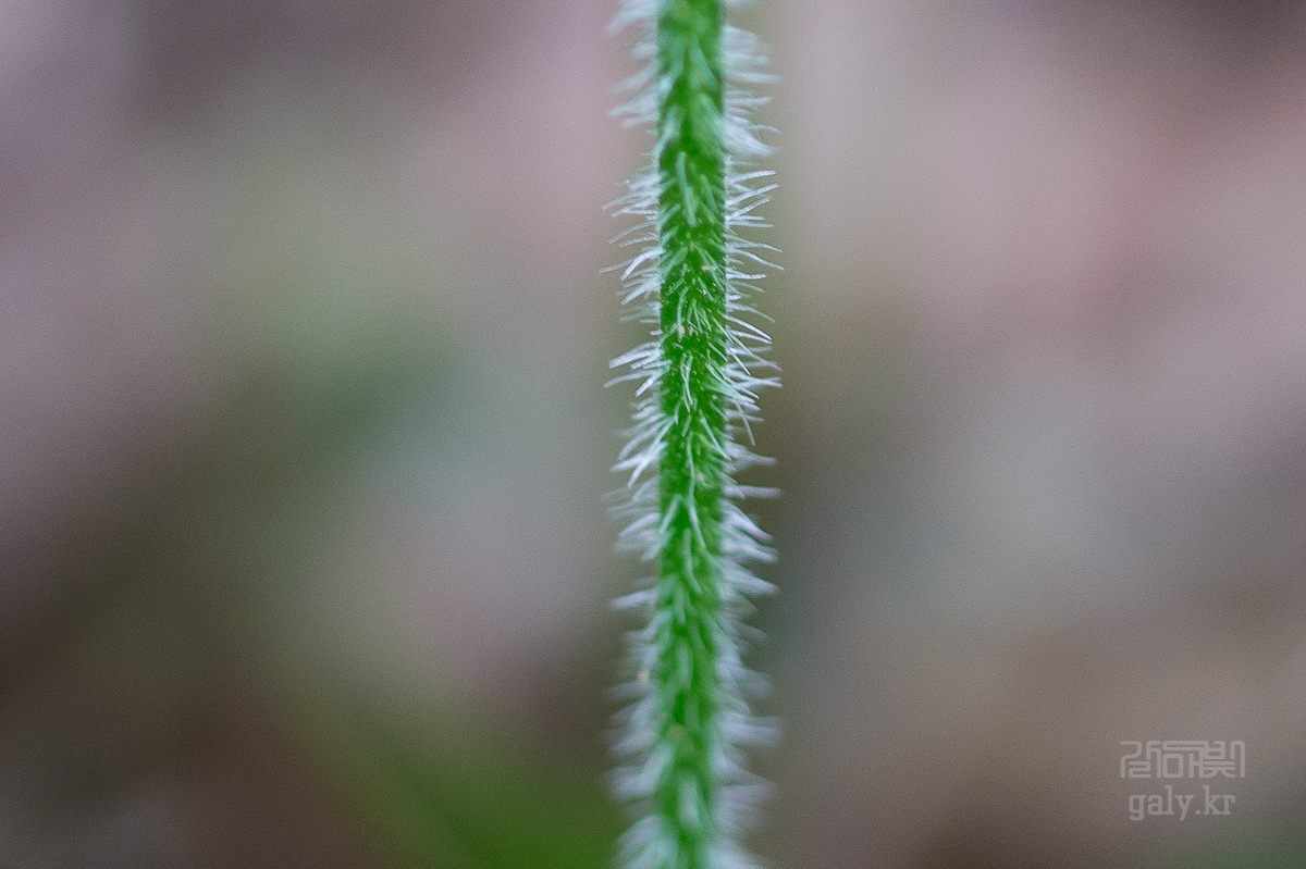 DSC00450.JPG