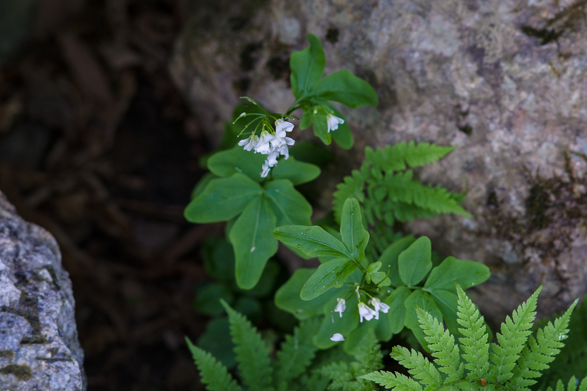 DSC08526.jpg