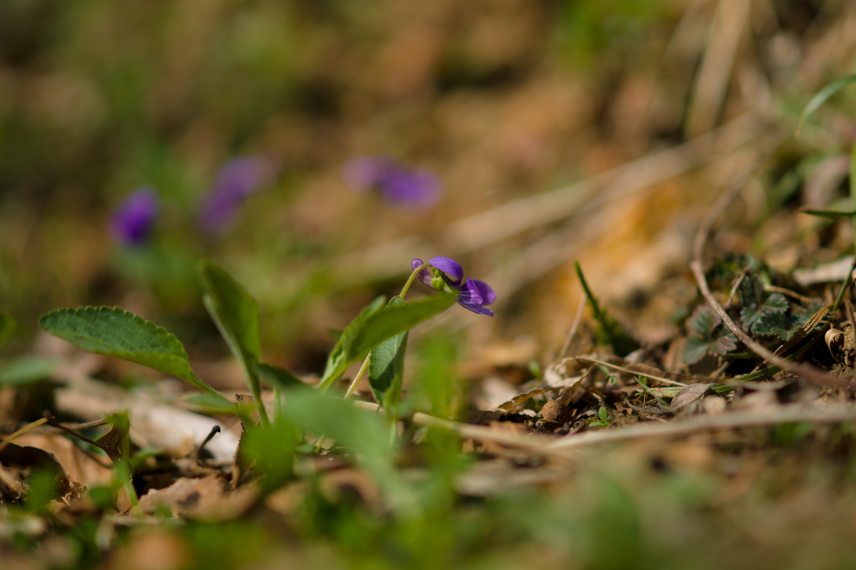 DSC01870.jpg