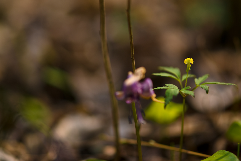 DSC04528.jpg