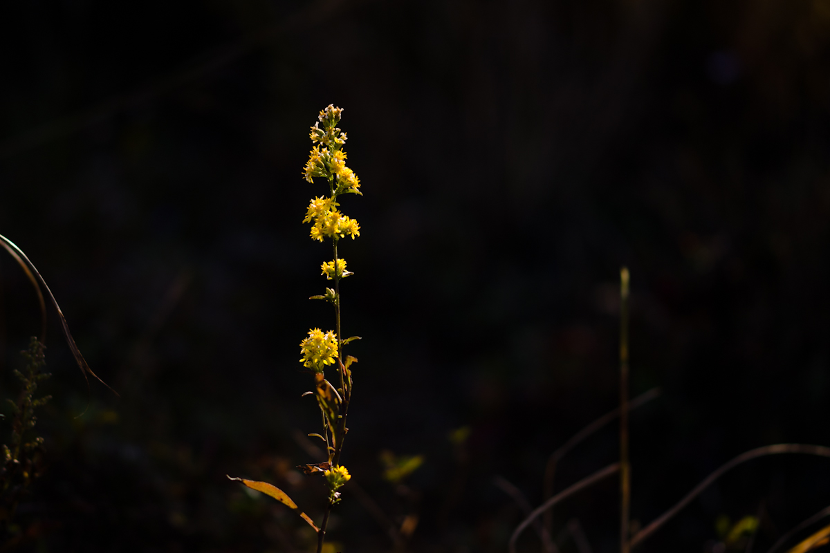 DSC06813.jpg