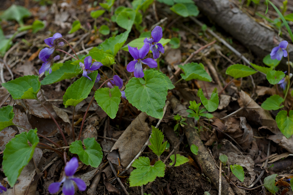 DSC05682-1.jpg
