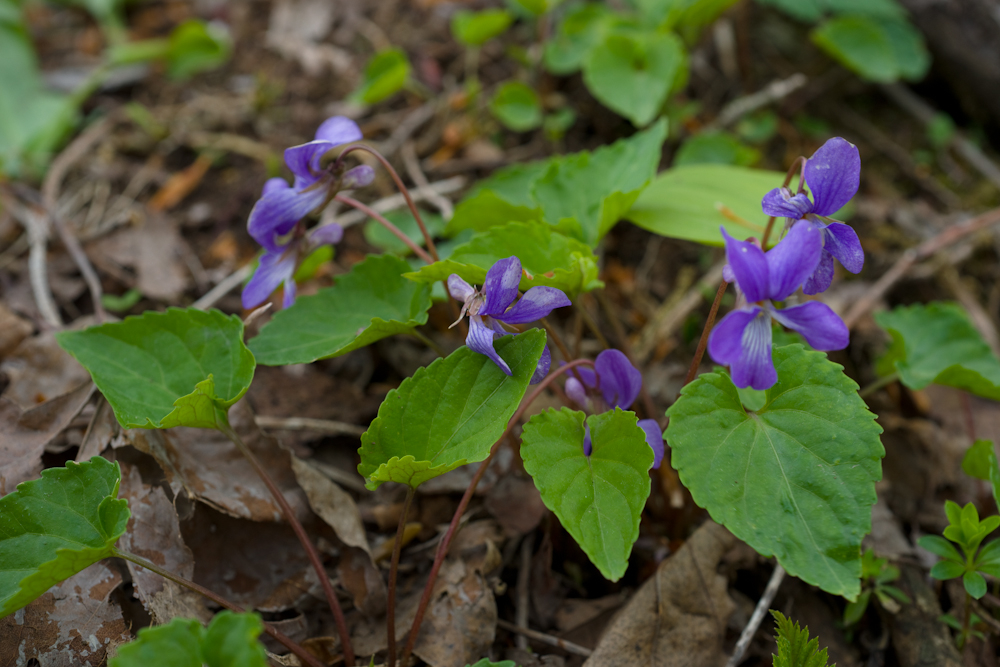 DSC05695-1.jpg