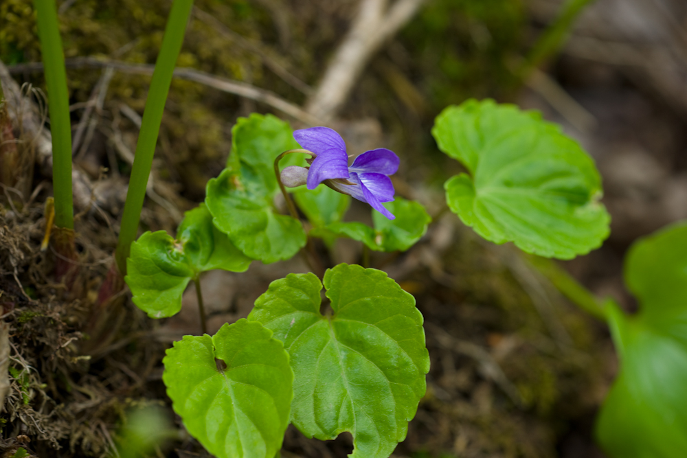 DSC05728-1.jpg