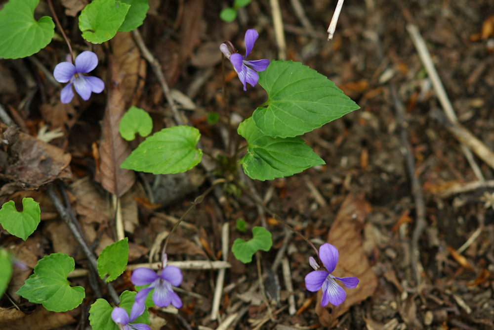 DSC05763-1.jpg