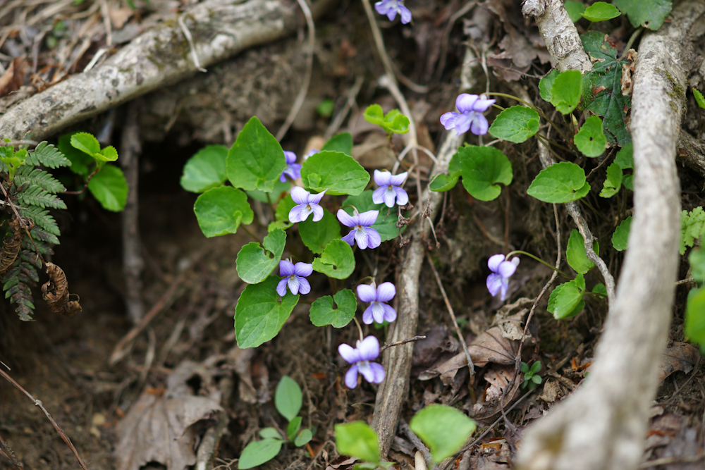 DSC05820-1.jpg