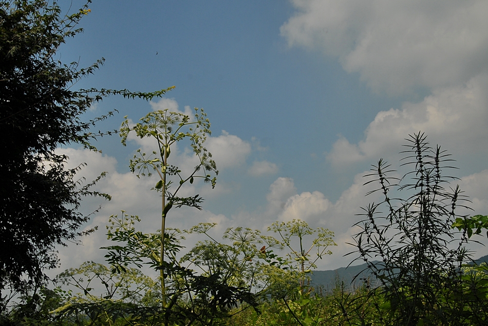 Angelica dahurica2.JPG