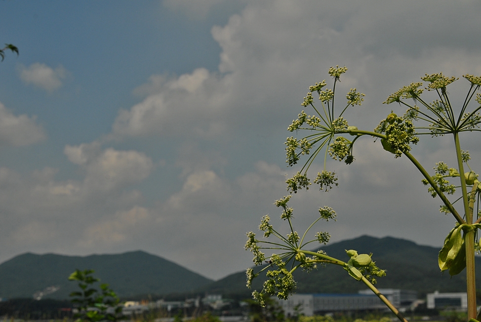 Angelica dahurica1.JPG
