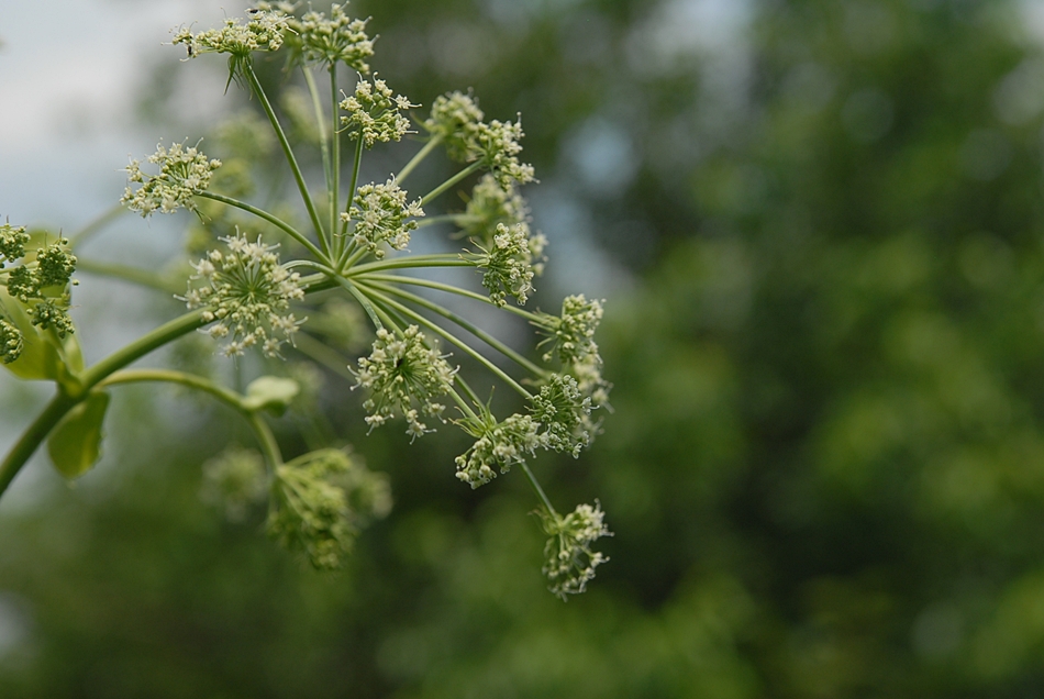 Angelica dahurica4.JPG