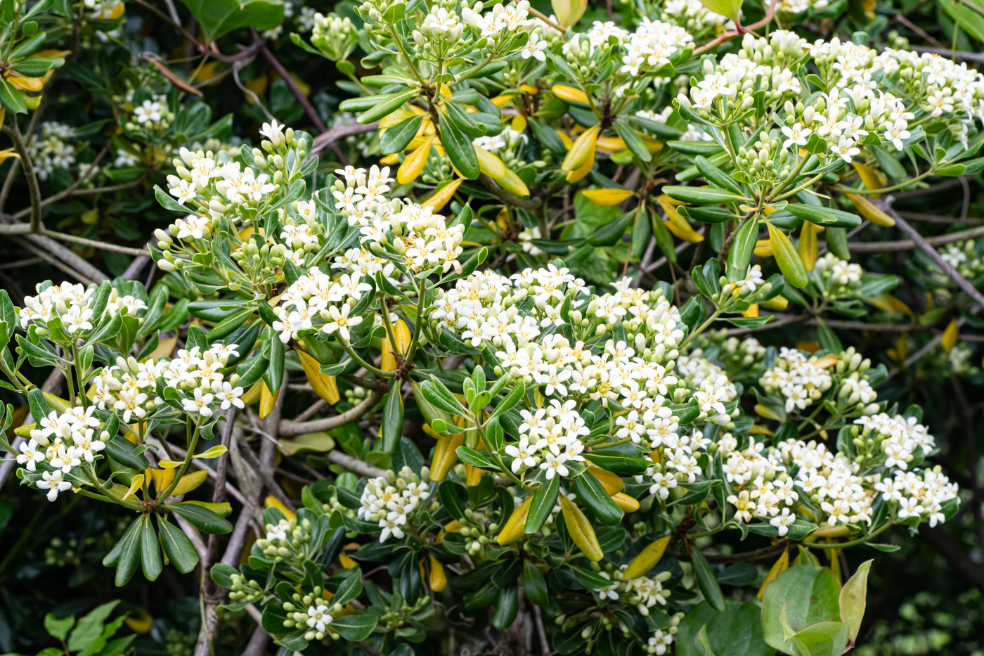 YDY00554.jpg