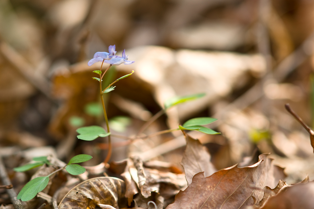 DSC04536.jpg