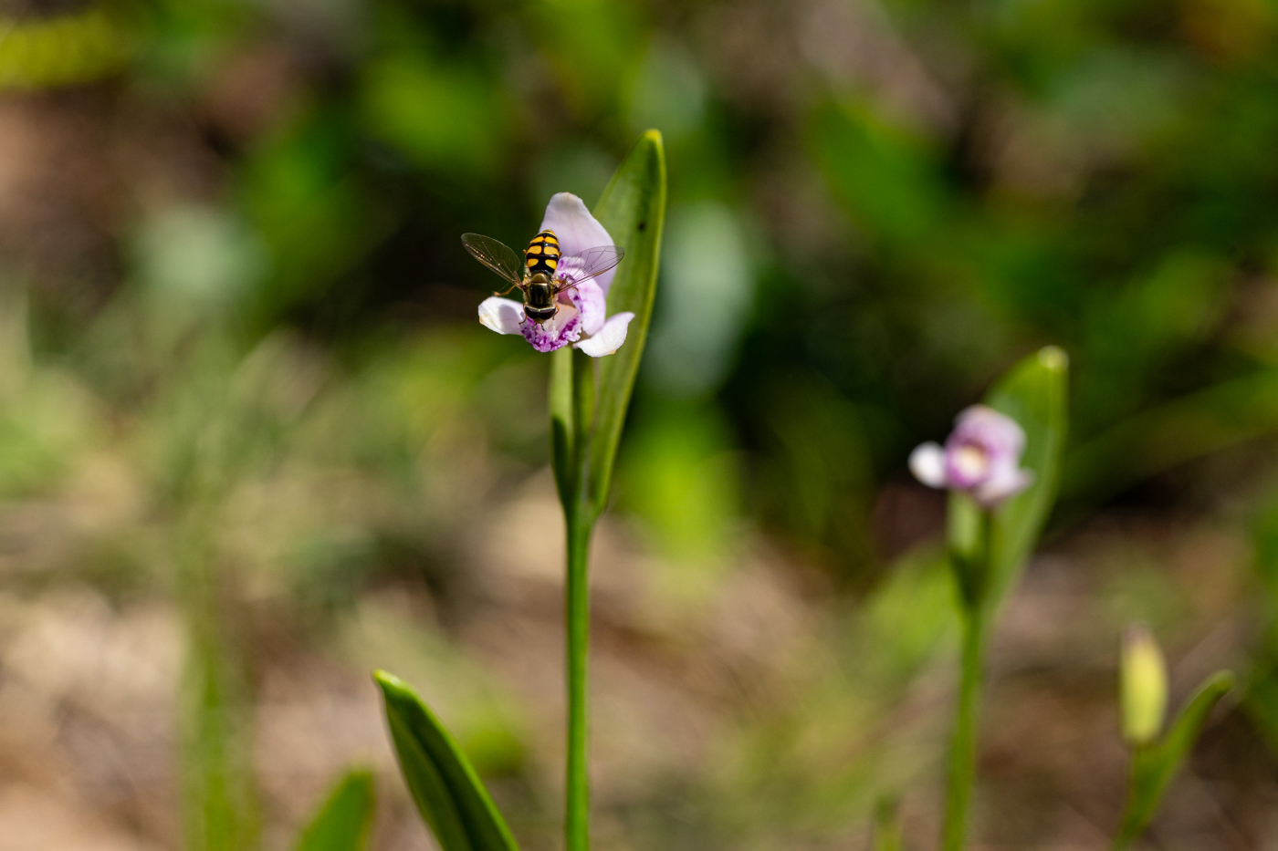 YDY00429.jpg