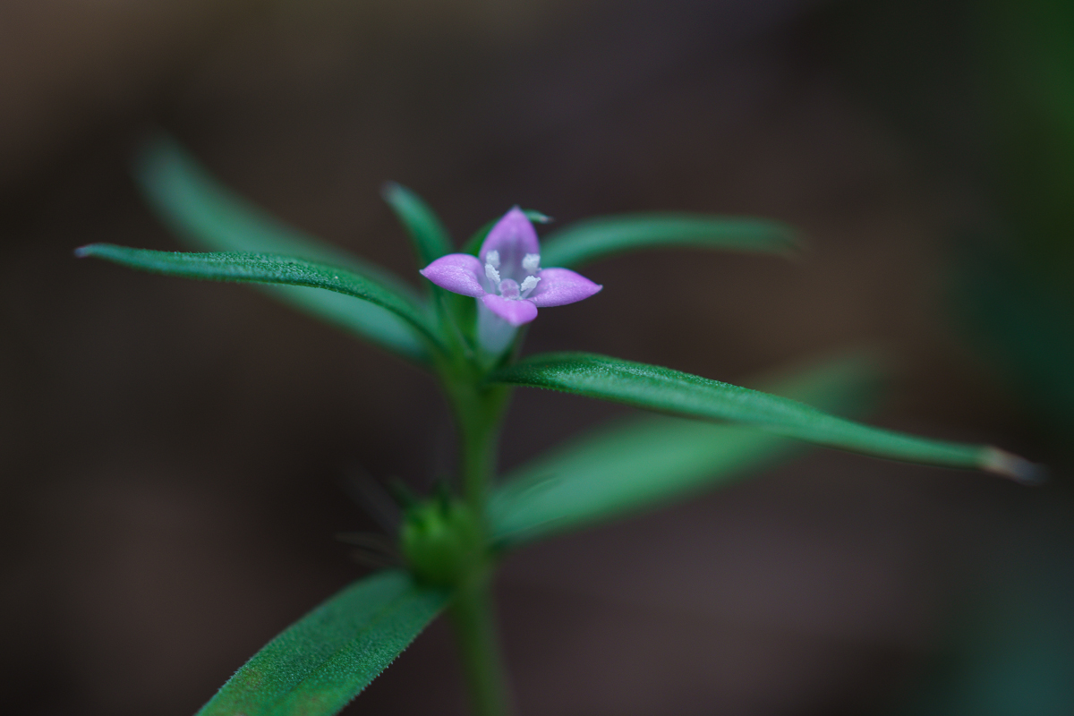 DSC03984.JPG