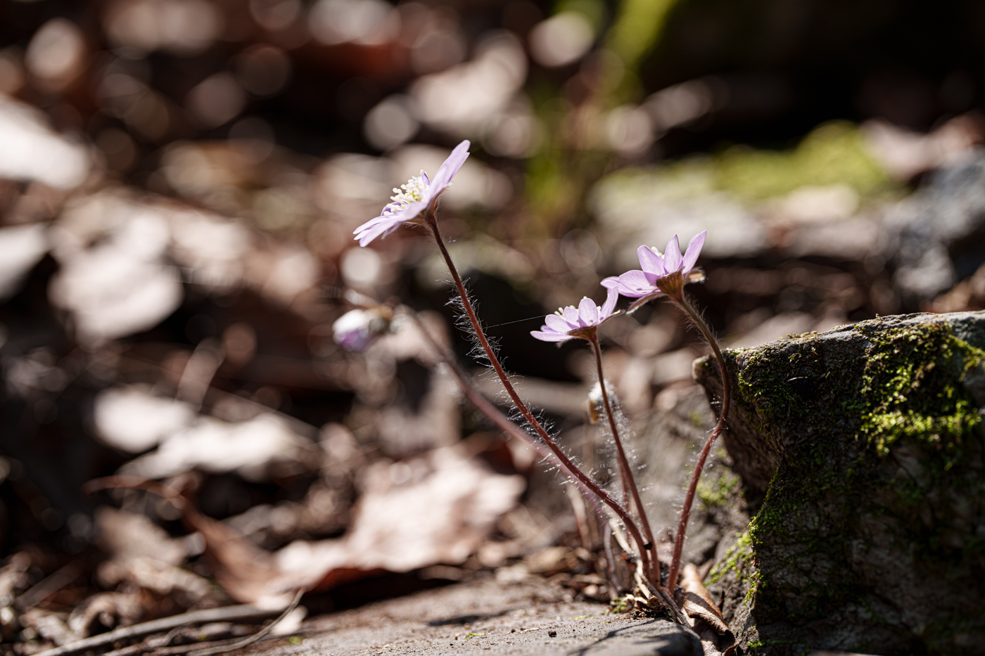 DSC00142.jpg