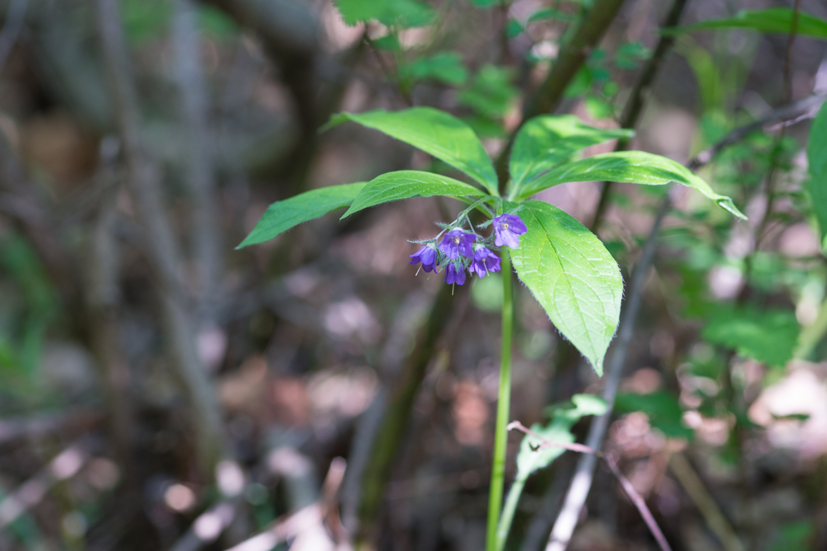 DSC09704.jpg