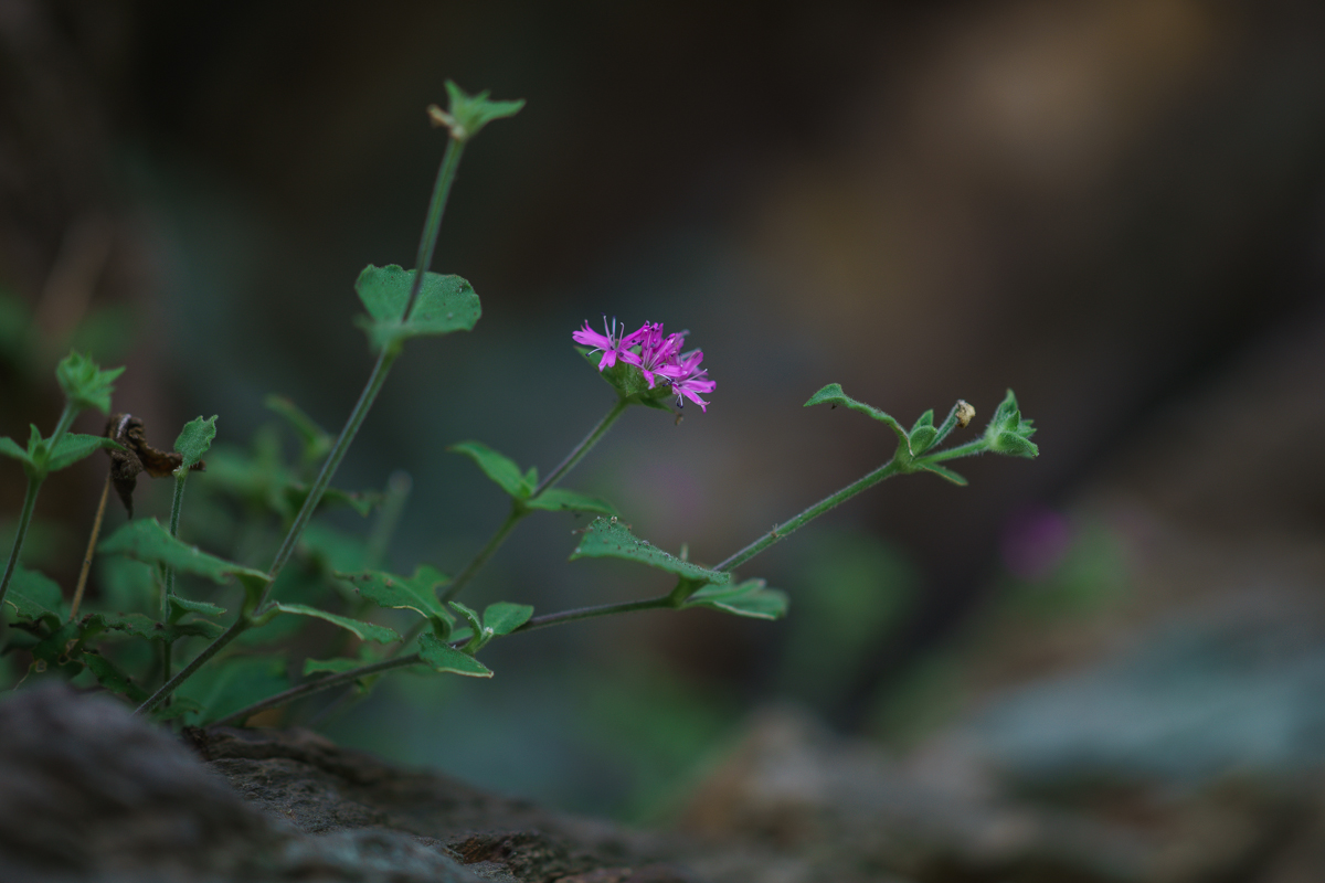 DSC04061.JPG
