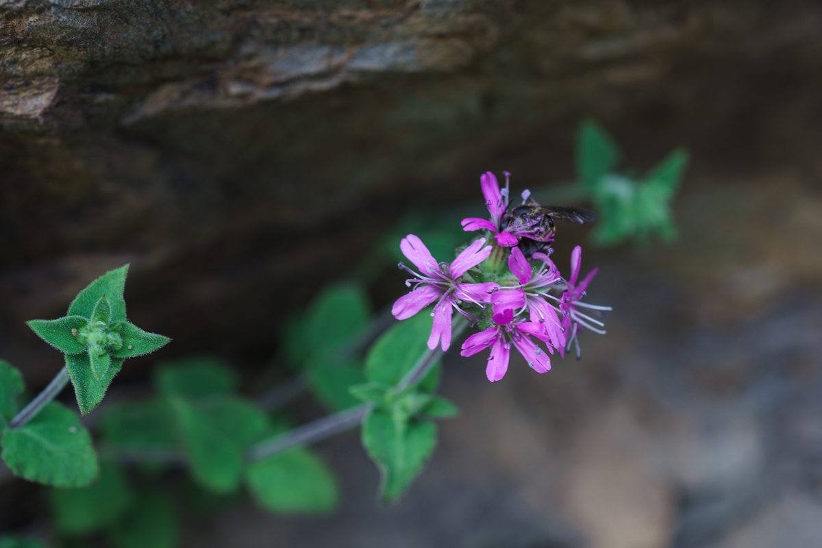 DSC04126.JPG