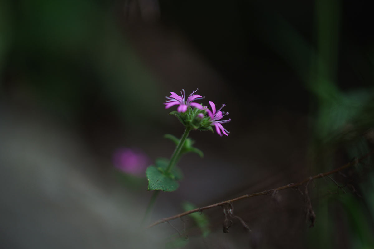 DSC04054.JPG