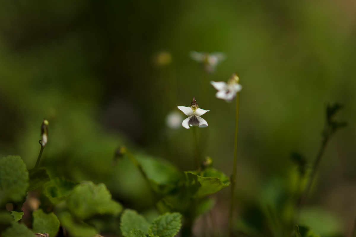 DSC02012.jpg