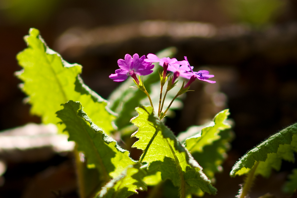 DSC05000.jpg