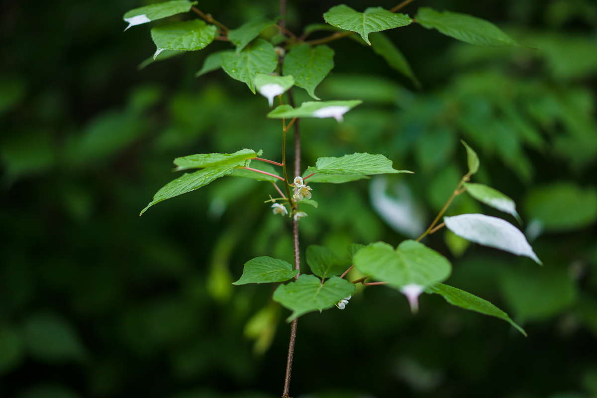DSC08501.jpg