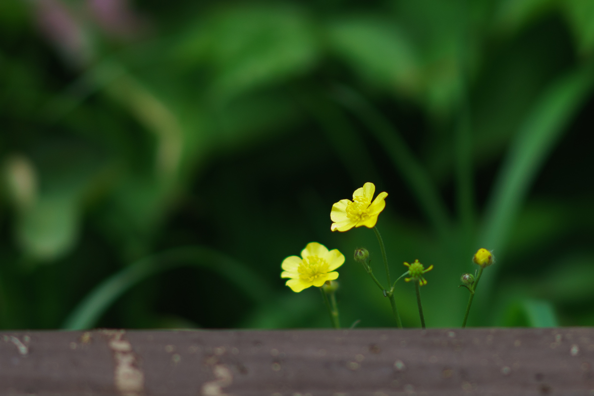 DSC00415.JPG