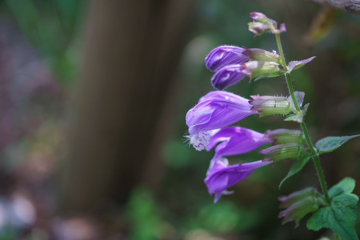 DSC00421.JPG