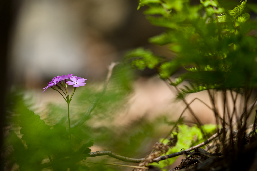 DSC05070.jpg