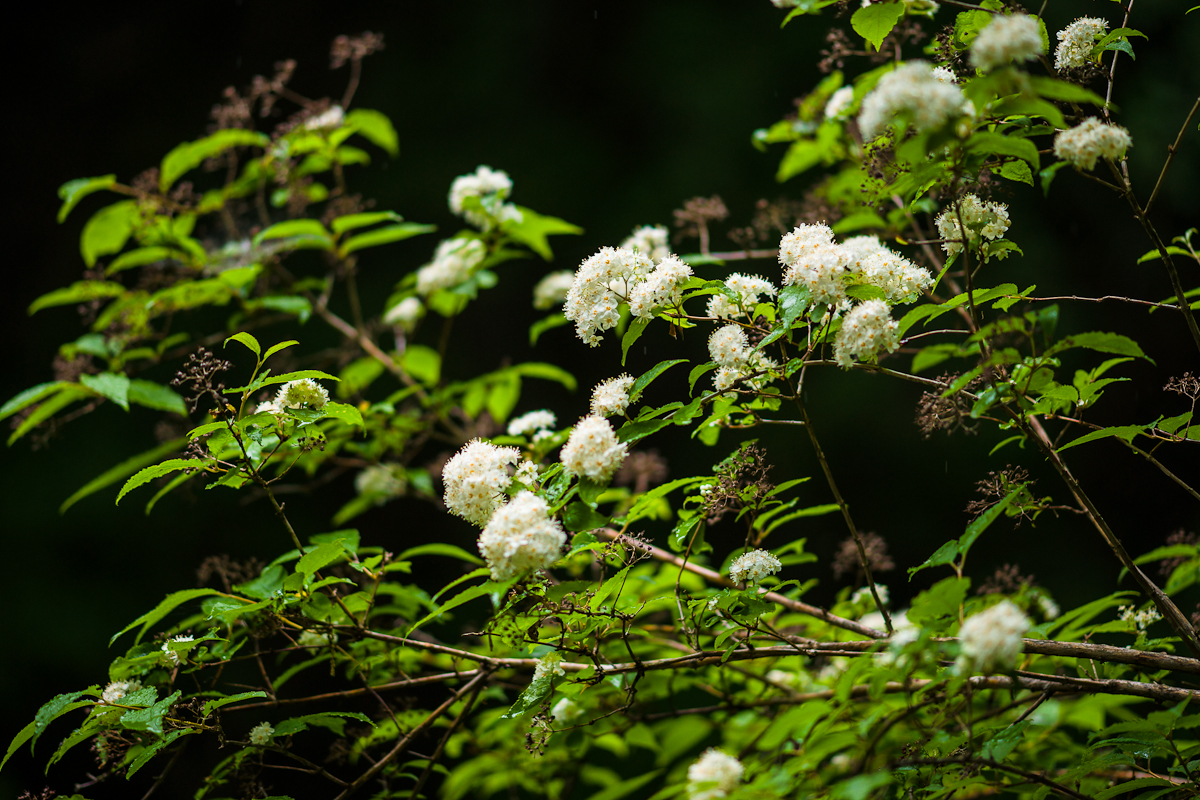DSC08511.jpg