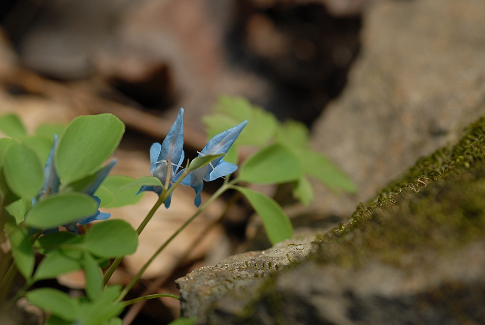 Corydalis caudata1.JPG