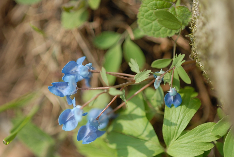 Corydalis caudata2.JPG