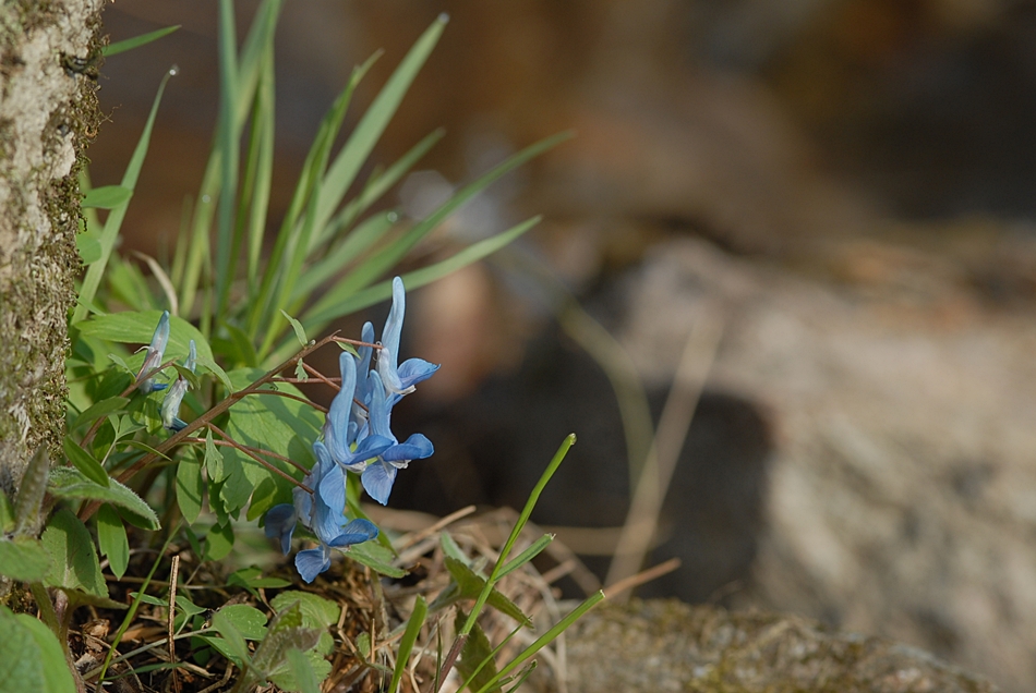 Corydalis caudata3.JPG