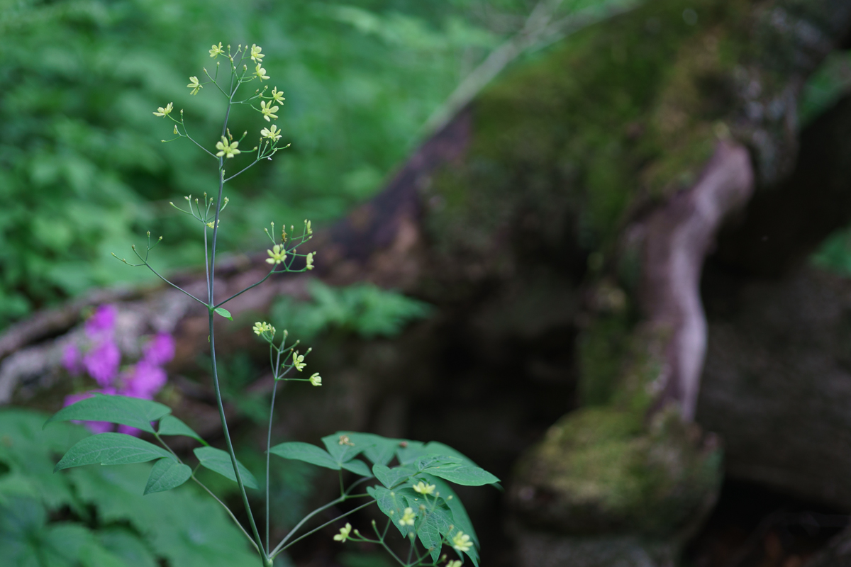 DSC00430.JPG