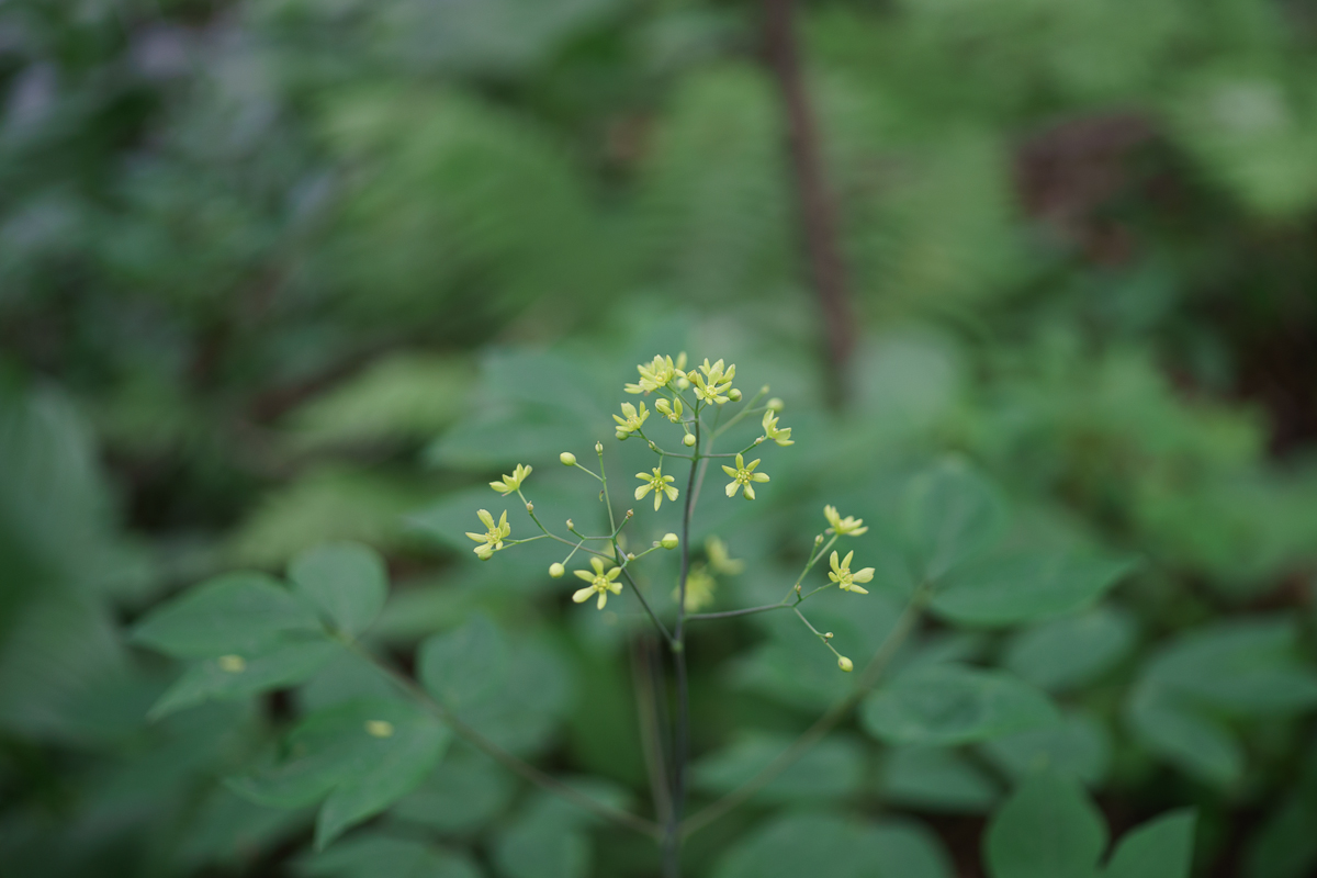 DSC00444.JPG