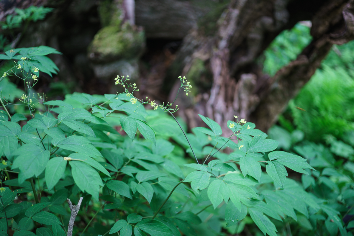 DSC00432.JPG
