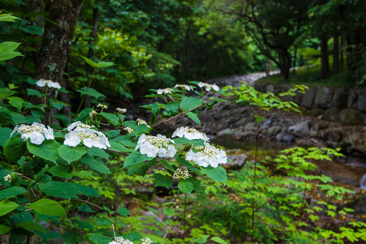 DSC08560.jpg