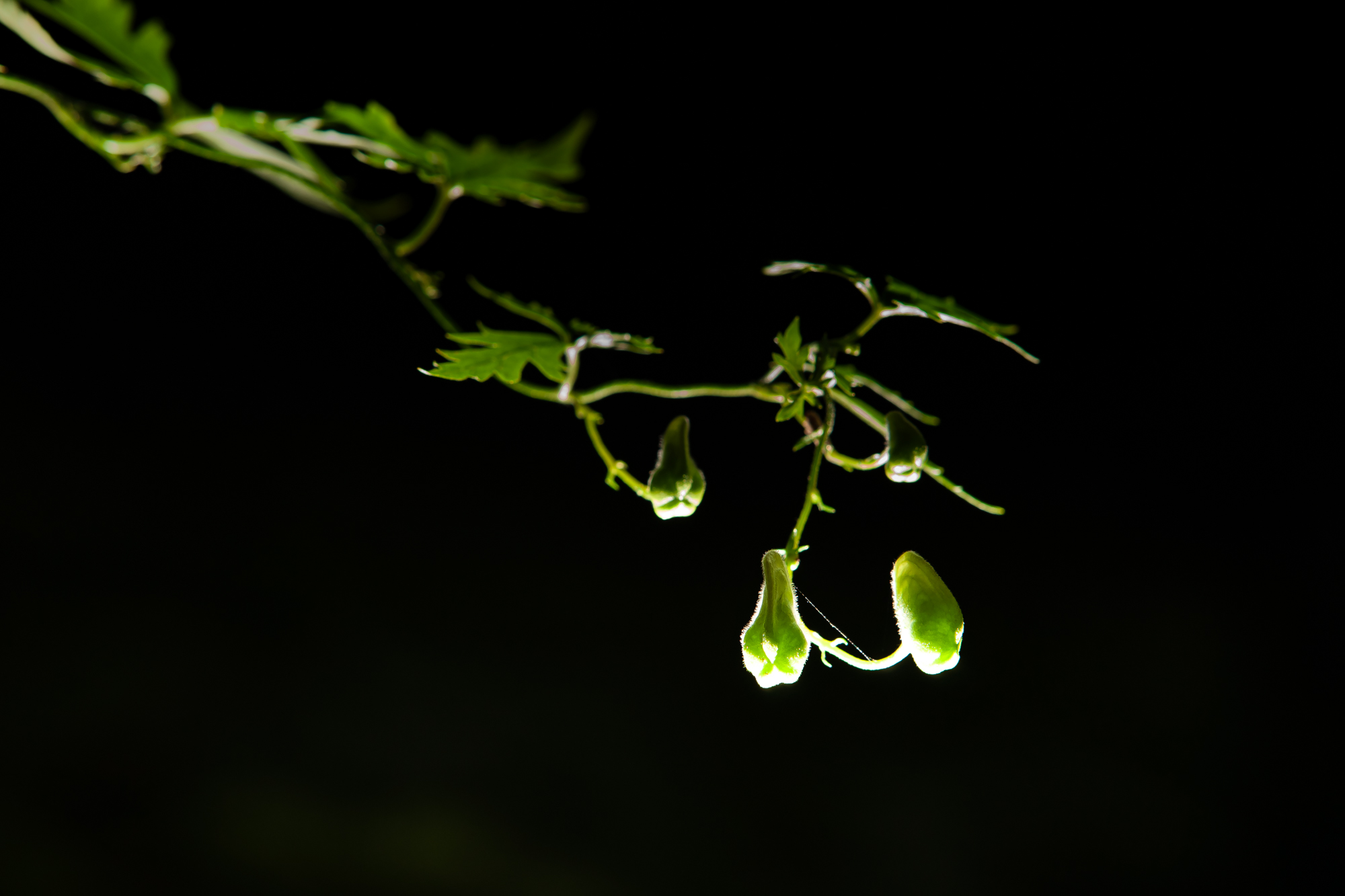 DSC088632009.JPG