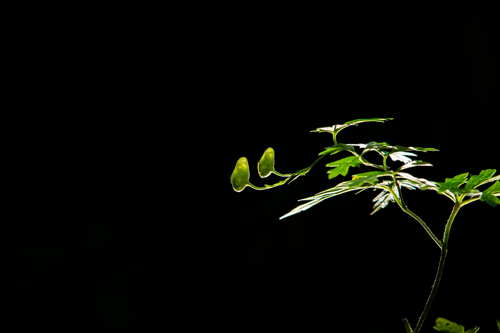 DSC088772009.JPG