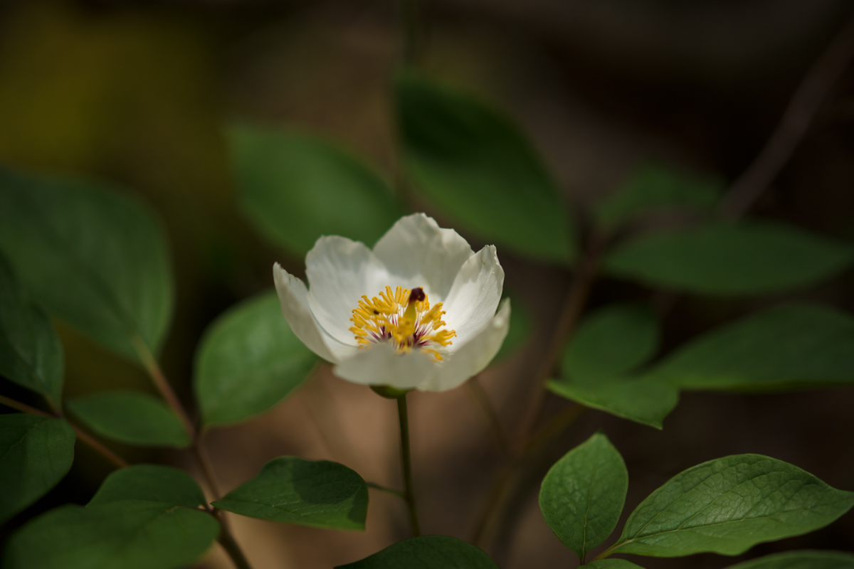 DSC04642.jpg