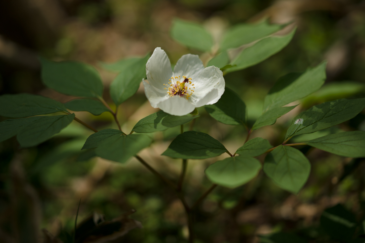 DSC04631.jpg