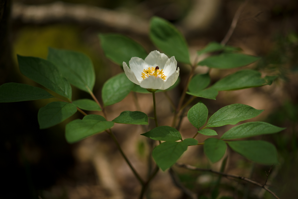 DSC04645.jpg