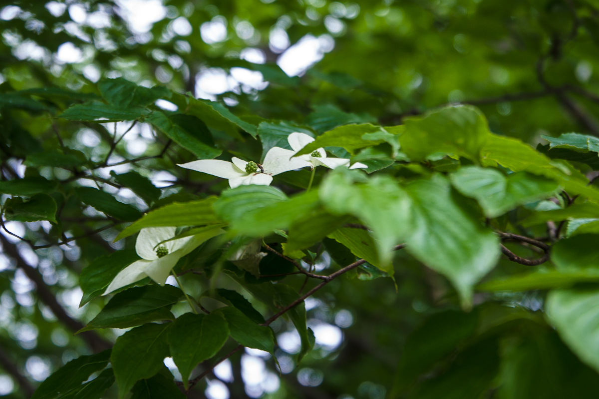 DSC08569.jpg