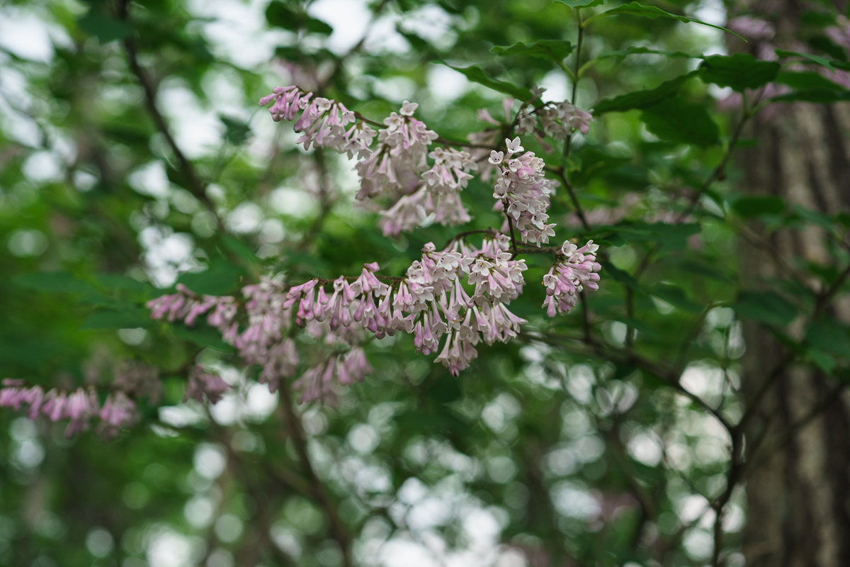 DSC00490-2.JPG