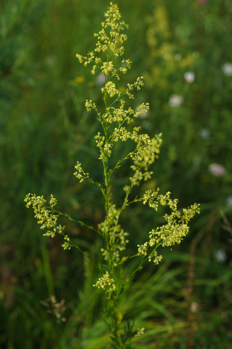 DSC03944.JPG
