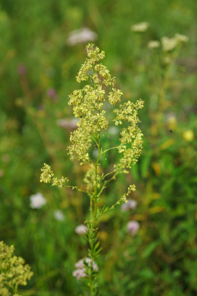 DSC03941.JPG