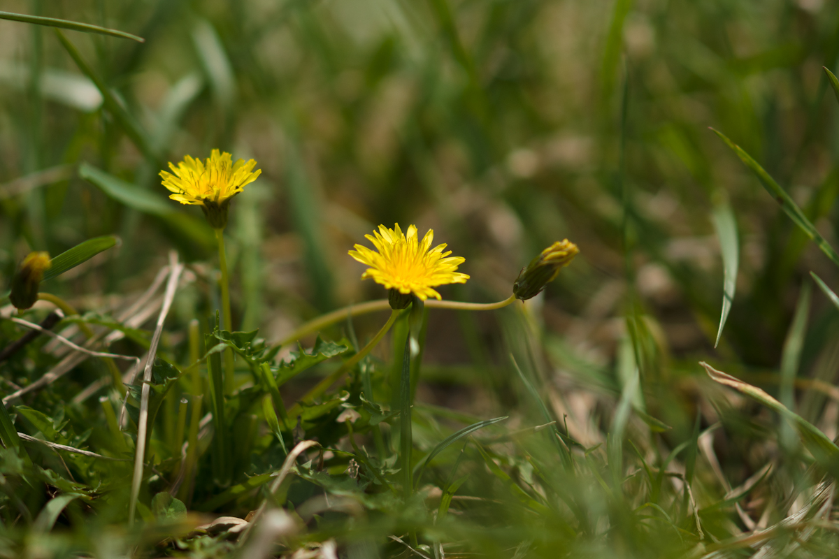 DSC04704.jpg