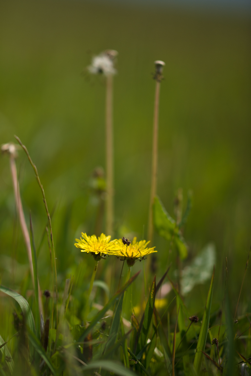 DSC04378.jpg