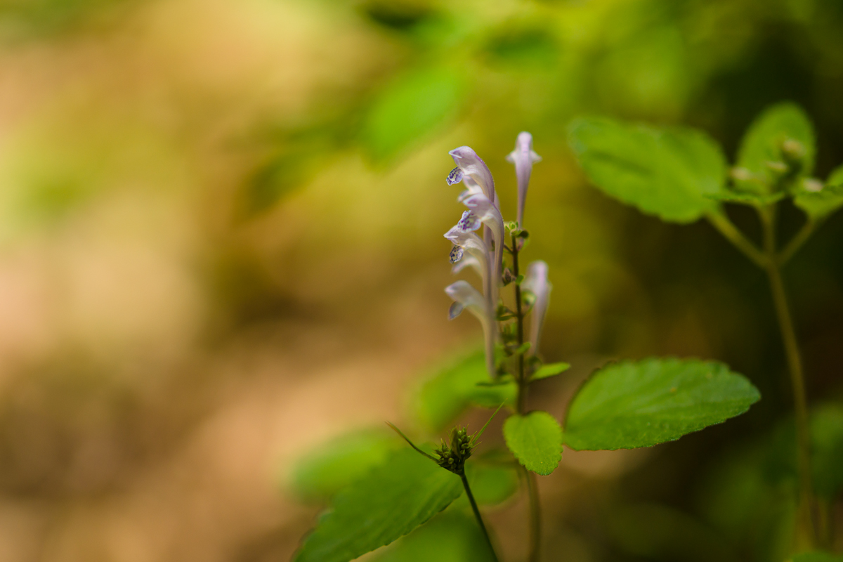 DSC08185.jpg